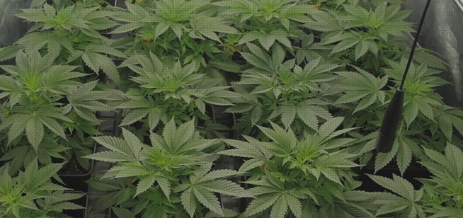 TOP 21 cannabis riegos crecimientos