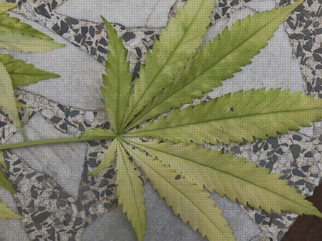 Las mejores seca cannabis cannabis seca de repente