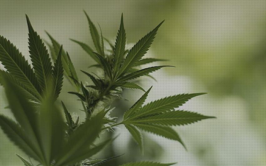 ¿Dónde poder comprar vino cannabis fertilizante semillas de cannabis autofloracion cannabis cannabis secas circulo?