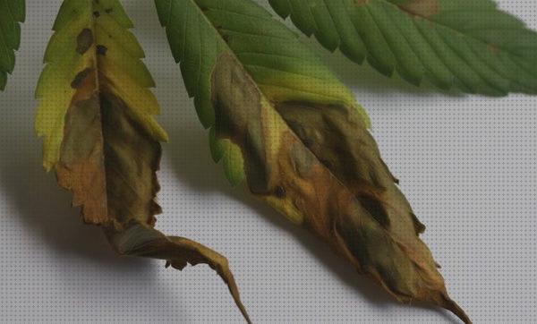 Review de los 17 mejores cannabis semillas fitoftora