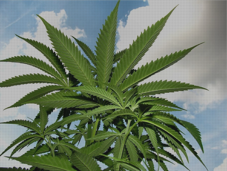 Review de casas semillas cannabis