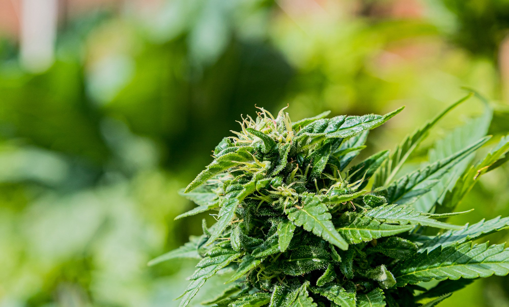 closeup-selective-focus-shot-of-green-cannabis-in-garden.jpg