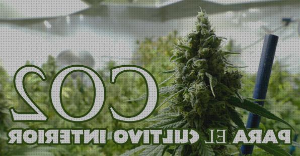 Review de los 16 mejores co2 ppm marihuanas