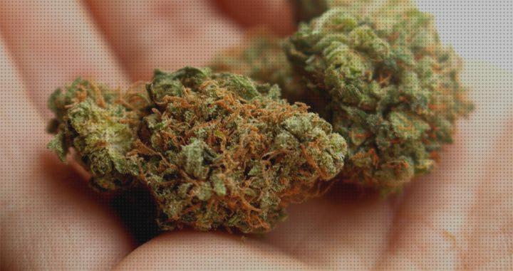 36 Mejores cogollo para marihuana bajo análisis