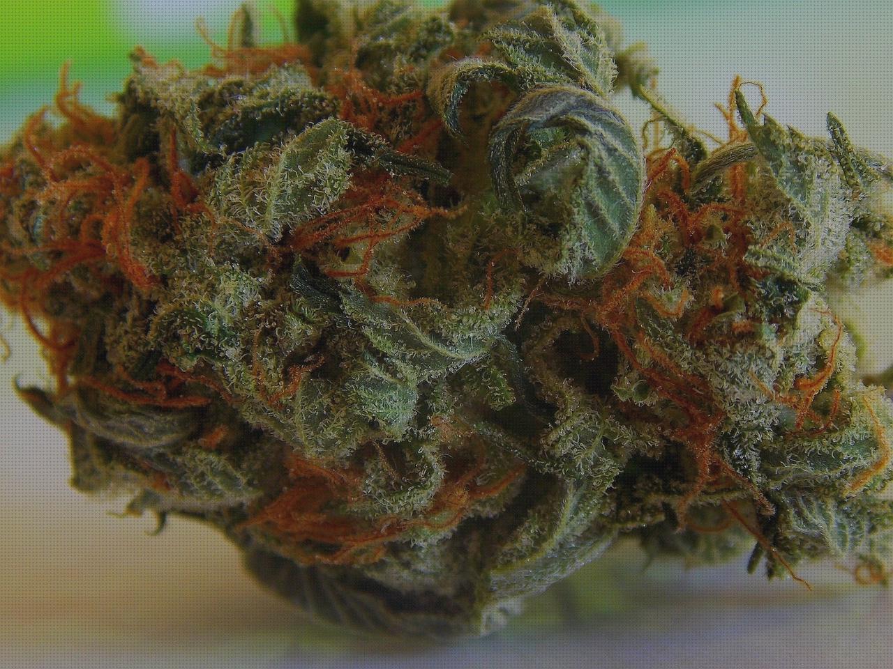 Análisis de los 35 mejores cogollos marihuanas secados bajo análisis