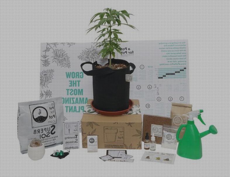 ¿Dónde poder comprar semillas grow en casa cannabis semillas de cannabis autofloracion cannabis complete cannabis grow kit?