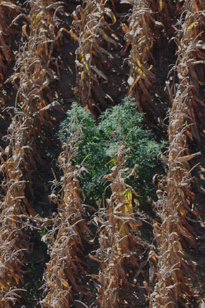 ¿Dónde poder comprar cosechadora cosechadora maiz marihuana?