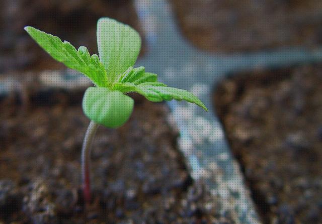 Mejores 33 crecimientos semillas marihuanas