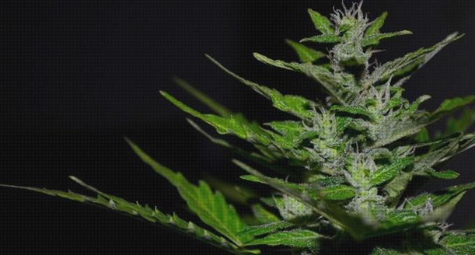 ¿Dónde poder comprar semillas cultivador semillas marihuana?