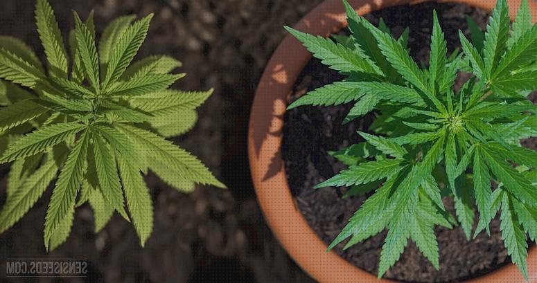 Análisis de los 34 mejores cultivadores semillas marihuanas