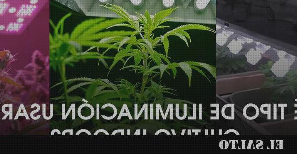 ¿Dónde poder comprar semillas de cannabis indoor cannabis cultivo cannabis indoor iluminacion?