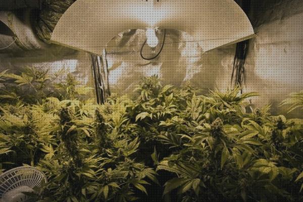 Las mejores semillas de cannabis indoor cannabis cultivo cannabis indoor iluminacion