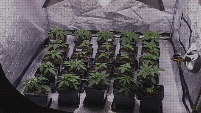 Los mejores 19 Cultivos Cannabis Interiores Armarios Pequeños