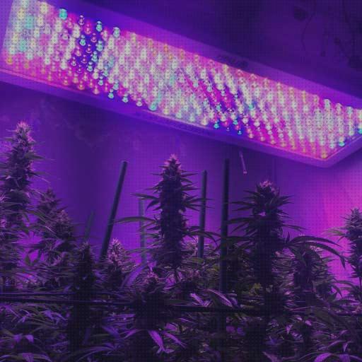 Las mejores marcas de led cachimba cultivo de marihuana con lamparas led