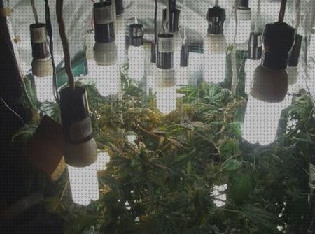 Las mejores lamparas marihuana interior cultivo de marihuana con lamparas normales