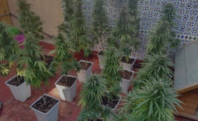 ¿Dónde poder comprar cultivos cultivo de marihuana en casa sin armario?