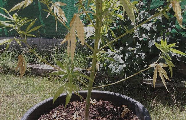 Las mejores cultivos cultivo de marihuana en exterior maceta