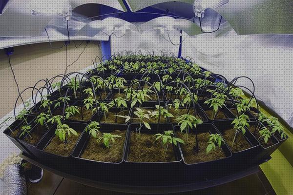 Review de cultivo de marihuana indoor iluminacion