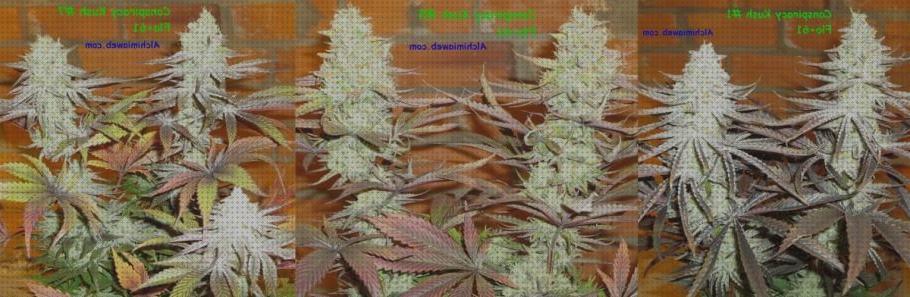 Los mejores 31 Cultivos De Semillas Regulares Cannabis