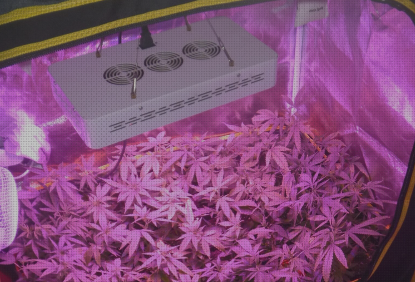 ¿Dónde poder comprar kit led cannabis semillas de cannabis autofloracion cannabis cultivo en armario con led cannabis?