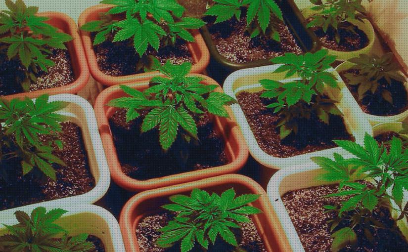 ¿Dónde poder comprar macetas cultivo en macetas marihuana?