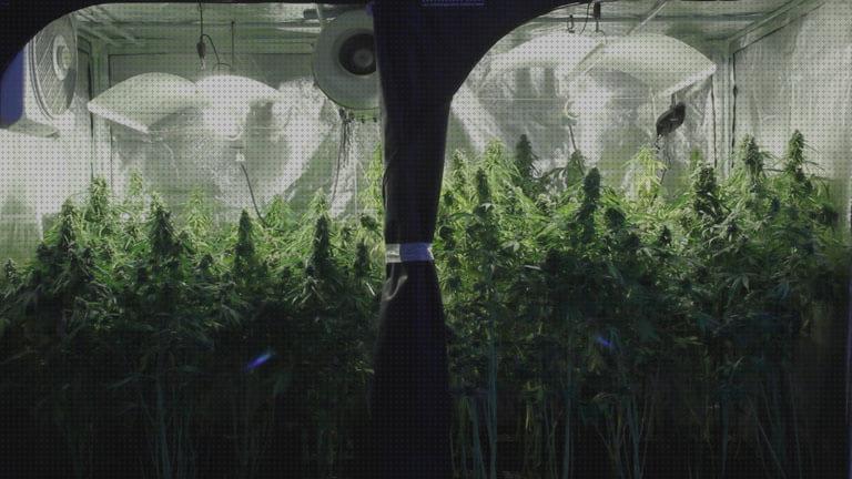 Las mejores cultivos cultivo interior de marihuana en armario