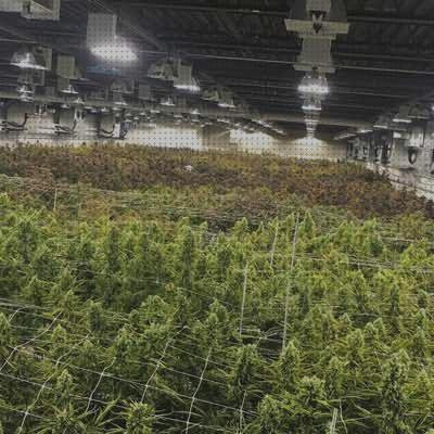 ¿Dónde poder comprar cultivos cultivo interior semilla marihuana?