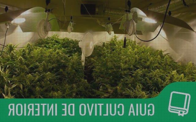 Las mejores cultivos cultivo interior semilla marihuana