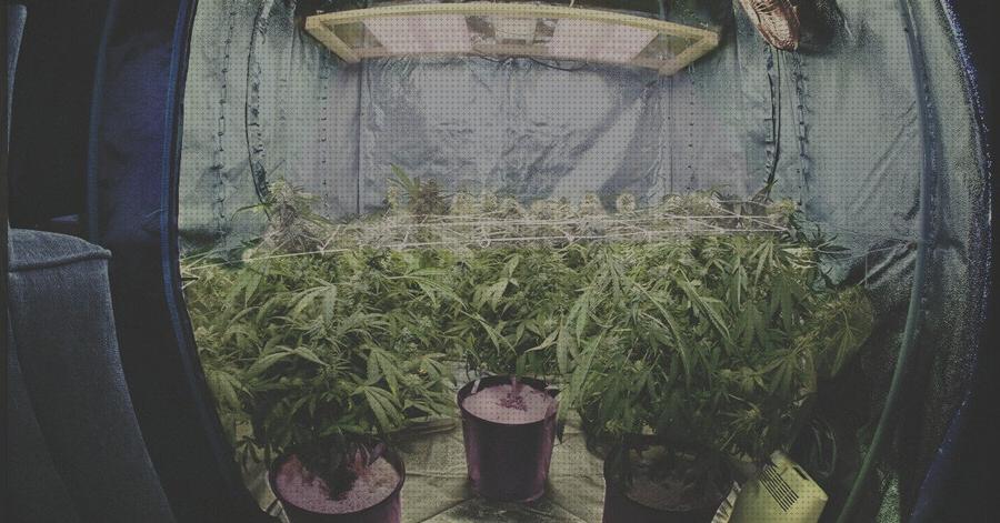 Las mejores cultivos cultivo marihuana interior kit