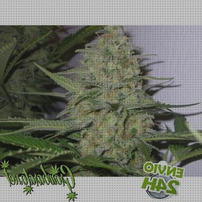 Las mejores marcas de cultivos cultivo marihuana interior semilla