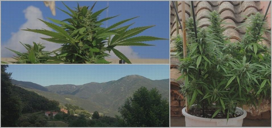 Las mejores marcas de cultivos cultivo marihuana maceta terraza autofloreciente