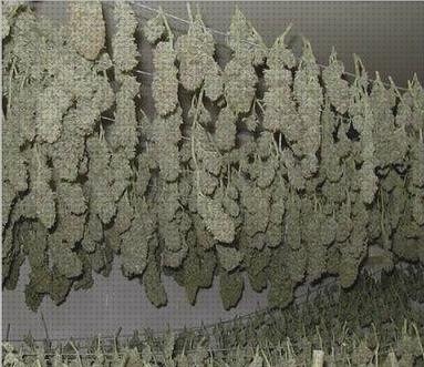 Las mejores cultivos cultivo marihuana secado y curado