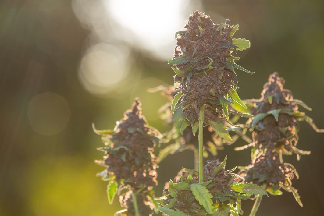 ¿Dónde puedo comprar buenos fertilizantes para Cannabis?