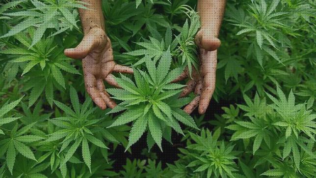 Las mejores abonos ecesos de fertilizantes marihuana