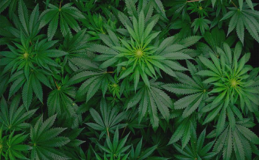 Los 40 Mejores estimuladores floracion marihuanas