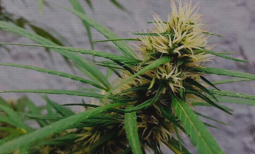 Las mejores marcas de estimulador de floraxion marihuana