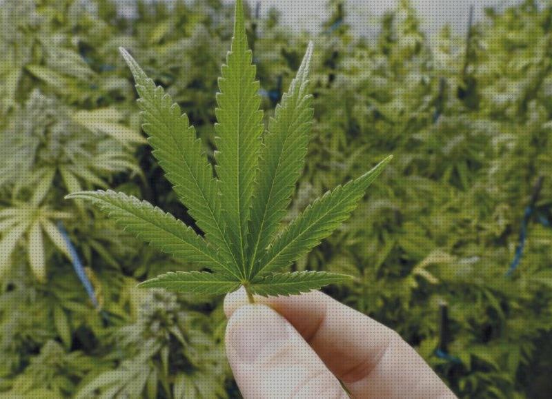 Las mejores marcas de cannabis sustancias estimulantes