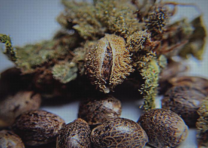 Review de estratificación semillas cannabis