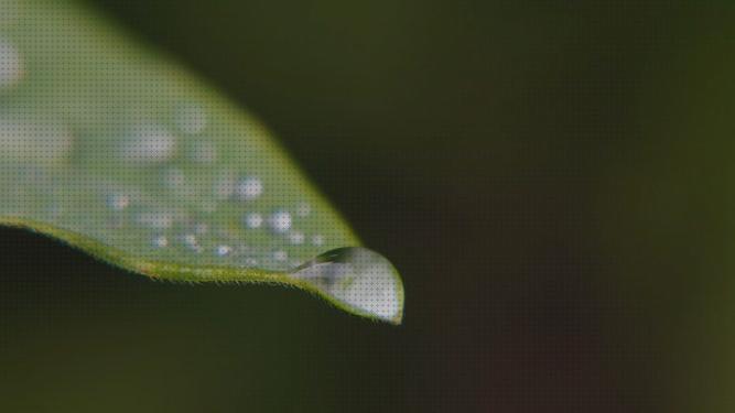 ¿Dónde poder comprar vino cannabis fertilizante semillas de cannabis autofloracion cannabis fertilización foliar cannabis?