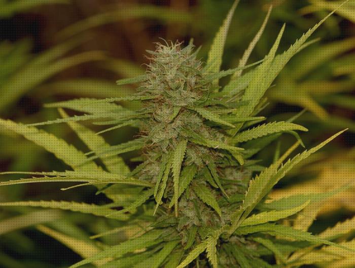 Los mejores 33 Fertilizantes Cannabis De Viveros