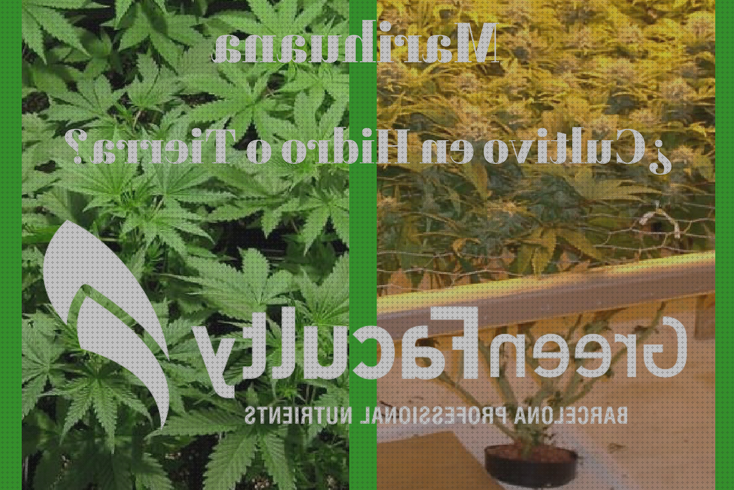 Las mejores cannabis fertilizante cannabis hidroponia