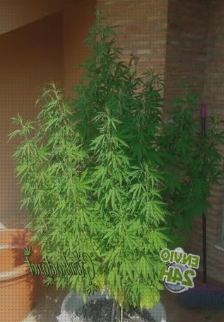 Los 29 Mejores fertilizantes crecimientos cannabis bajo análisis