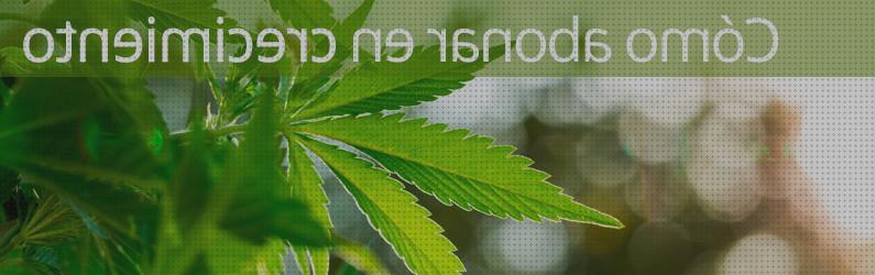 Las mejores fertilizante crecimiento cannabis