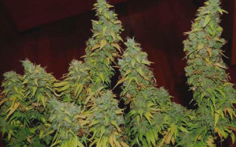 Review de fertilizante de floración marihuana