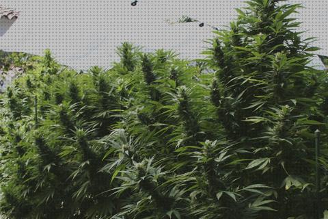 Las mejores floracion fertilizante floracion marihuana