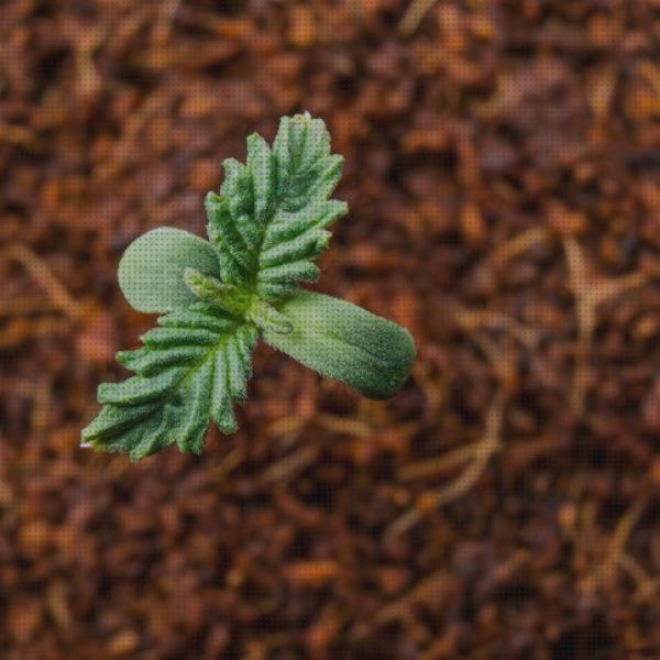 ¿Dónde poder comprar fertilizante marihuana orquideas?