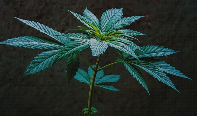 Review de los 25 mejores fertilizantes vegetativos marihuanas