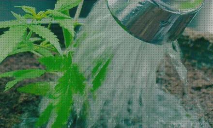 ¿Dónde poder comprar cannabis fertilizante versol cannabis?