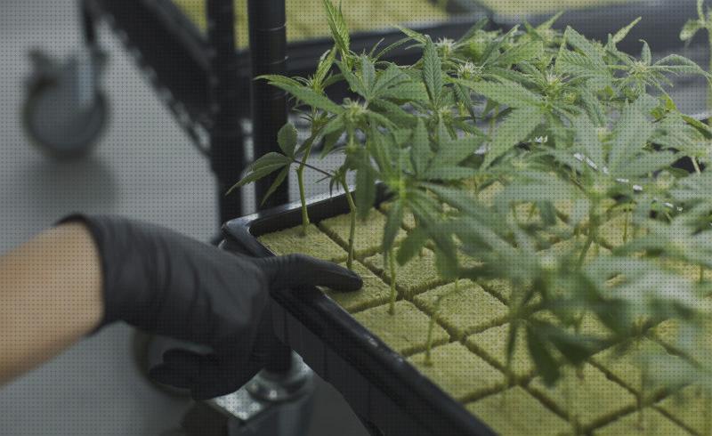 Análisis de los 27 mejores fertilizantes cannabis hidroponia
