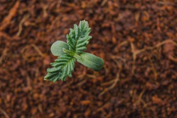 Mejores 25 fertilizantes cannabis sativa